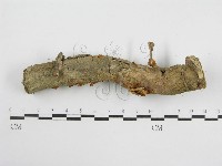 微皮傘屬藏品圖，第3張