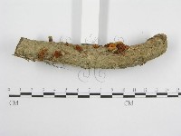 微皮傘屬藏品圖，第4張