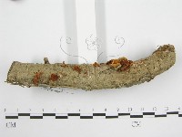 微皮傘屬藏品圖，第5張