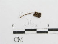 微皮傘屬藏品圖，第3張