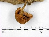 登錄號:F0007627藏品圖，第3張