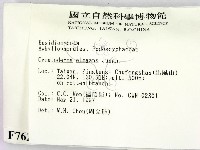 優雅波邊革菌藏品圖，第2張