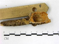 優雅波邊革菌藏品圖，第1張