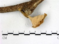 優雅波邊革菌藏品圖，第3張