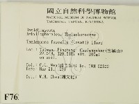 棕色革菌藏品圖，第2張