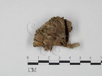 棕色革菌藏品圖，第1張