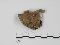 棕色革菌藏品圖，第3張