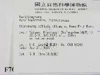 相鄰小孔菌藏品圖，第2張