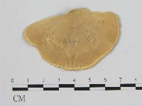 相鄰小孔菌藏品圖，第3張