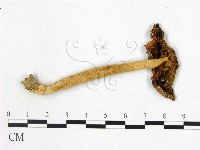 登錄號:F0007633藏品圖，第3張