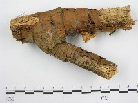 微皮傘屬藏品圖，第3張