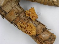 微皮傘屬藏品圖，第4張