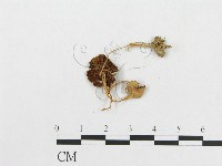 登錄號:F0007635藏品圖，第1張