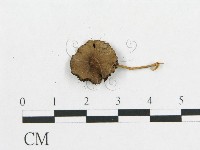 登錄號:F0007636藏品圖，第3張