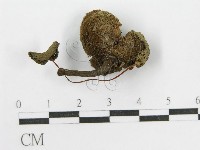 登錄號:F0007637藏品圖，第3張