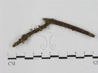 小皮傘屬藏品圖，第1張