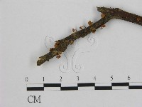 小皮傘屬藏品圖，第3張