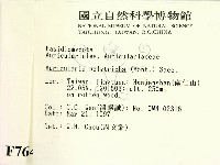 毛木耳藏品圖，第2張