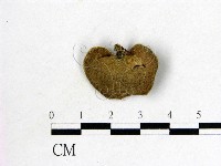 毛木耳藏品圖，第3張