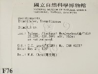 銀耳屬藏品圖，第2張