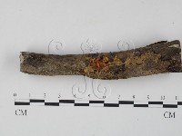 銀耳屬藏品圖，第1張