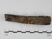 銀耳屬藏品圖，第3張