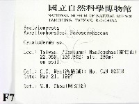 波邊革菌屬藏品圖，第2張