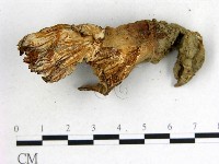 波邊革菌屬藏品圖，第3張