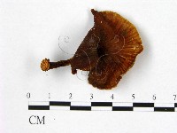 登錄號:F0007645藏品圖，第1張