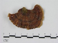 相鄰小孔菌藏品圖，第1張