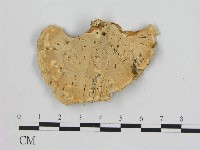 相鄰小孔菌藏品圖，第3張