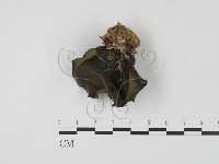 登錄號:F0007667藏品圖，第1張