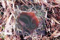 登錄號:F0007667藏品圖，第4張