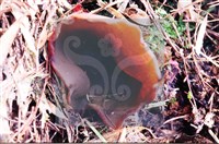 登錄號:F0007667藏品圖，第5張