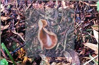 登錄號:F0007668藏品圖，第5張