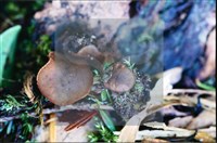 登錄號:F0007669藏品圖，第4張