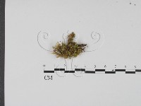 登錄號:F0007672藏品圖，第1張