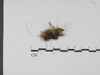 登錄號:F0007672藏品圖，第3張