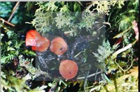 登錄號:F0007672藏品圖，第4張