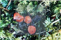 登錄號:F0007672藏品圖，第5張