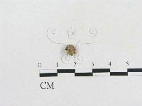 登錄號:F0007673藏品圖，第1張