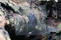 登錄號:F0007674藏品圖，第4張