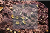 登錄號:F0007675藏品圖，第3張