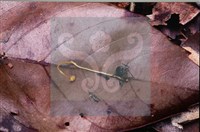 登錄號:F0007676藏品圖，第3張