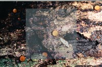 登錄號:F0007679藏品圖，第3張