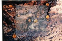 登錄號:F0007679藏品圖，第4張