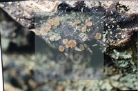 登錄號:F0007680藏品圖，第5張