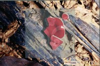 登錄號:F0007681藏品圖，第5張