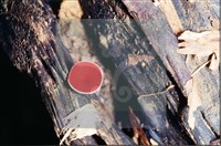 登錄號:F0007681藏品圖，第6張