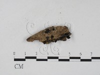 登錄號:F0007685藏品圖，第1張